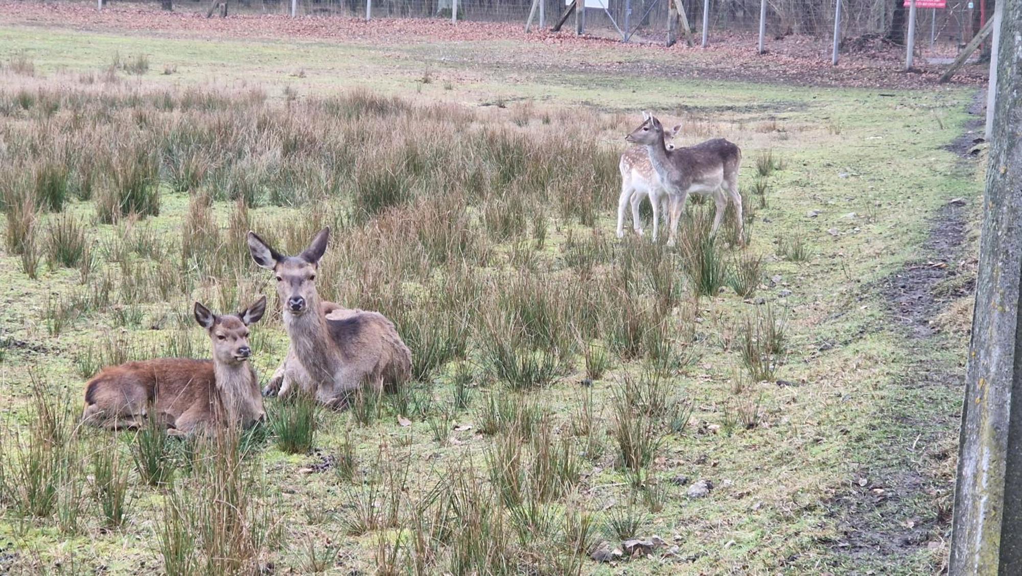 Rancho Colorado Villa Trzciel Bagian luar foto
