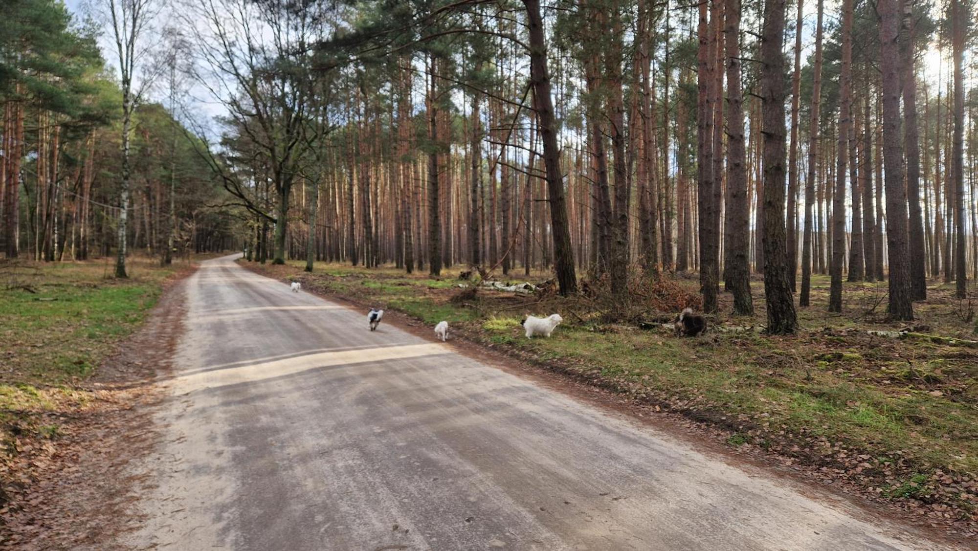 Rancho Colorado Villa Trzciel Bagian luar foto